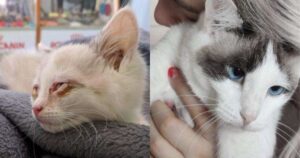 cambiamento dei gatti prima e dopo essere stati adottati