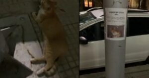 Gattino scomparso è apparso proprio sotto il tuo poster ricercato