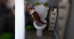 gatto ripreso mentre urinava come gli umani