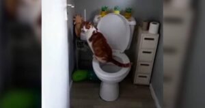 Donna trova il suo gattino a urinare in bagno come le persone (VIDEO)