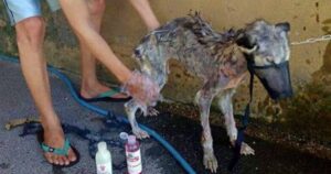 Cucciolo di cane husky randagio morente salvato da un uomo che l’ha trasformato