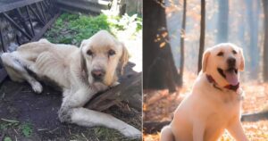 Cucciolo di Labrador malnutrito aspetta tristemente che il suo proprietario ritorni
