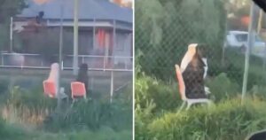“Questo mi ha spaventato a morte”: uomo registra un Labrador seduto su una sedia accanto a un pitbull