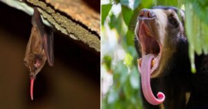 10 Foto di lingue animali che sembrano provenire da un altro pianeta