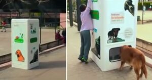Questa macchina fornisce cibo ai cuccioli di cane randagi in cambio di bottiglie di plastica
