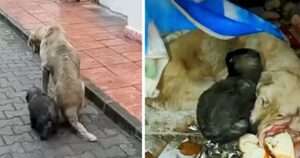 Cagnolina senza forze continua a proteggere i suoi cuccioli dalle prese in giro