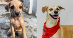Adorabile cane viene salvato da cucciolo, 6 anni dopo ancora non ha trovato casa