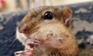Un uomo porta delle nocciole ad uno scoiattolo, compiendo un gesto dolcissimo (VIDEO)