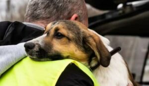Ucraina: la Germania salva oltre 100 cuccioli di cani e gatti e li porta lontano dalla guerra