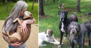 Trasforma la sua casa in un ospizio per animali domestici, ora si prende cura di 80 cani anziani