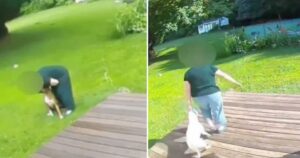 Pet Sitter catturato dalle videocamere di sorveglianza mentre maltratta i cuccioli: è stato arrestato