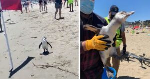 Salvano un cucciolo di pinguino su una spiaggia e lo riportano nel suo habitat