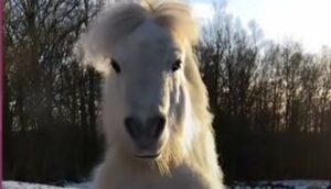 Il pony Alvin ama stare al centro dell’attenzione e si diverte davanti alle telecamere (VIDEO)