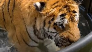 Tigre salvata dalla vendita riesce a trovare la gioia con un bel bagno (VIDEO)