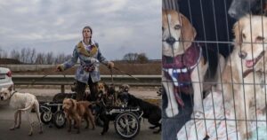Donna ucraina salva cani anziani e disabili per attraversare il confine con la Polonia