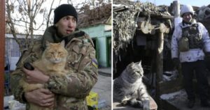 gatti fungono da antidepressivi per i soldati ucraini