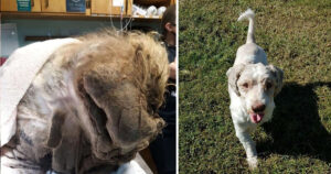 Cucciolo di cane viene ritrovato con quasi 7 kg di pelo arruffato: finalmente è stato liberato