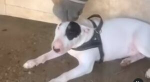 Bull Terrier adora trascorrere il tempo in compagnia del suo amico cavallo (VIDEO)