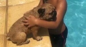 Bulldog francese ama tuffarsi e non vuole uscire dalla piscina per nessun motivo (VIDEO)