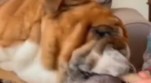 Bulldog inglese cerca di prendere un wurstel facendo un gioco famoso (VIDEO)