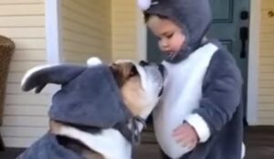 Bulldog inglese e il piccolo umano si preparano per le feste pasquali (VIDEO)