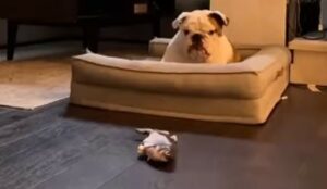 Bulldog inglese teme un pesce giocattolo che si muove; al cane non piace (VIDEO)