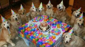 Golden Retriever festeggia il proprio compleanno in compagnia dei suoi amici (VIDEO)