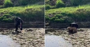 Agente salva un cane intrappolato in un canale pieno di fango: stava morendo di freddo (VIDEO)