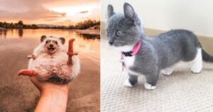 15 Foto di animali che sono di una dolcezza infinita