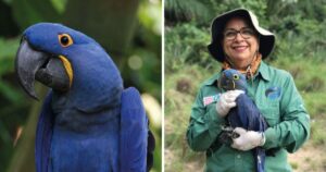 Biologa salva l’Ara Blu dall’estinzione