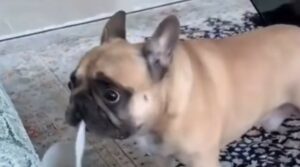 Bulldog francese cerca di capire come fuggire con il suo bottino (VIDEO)