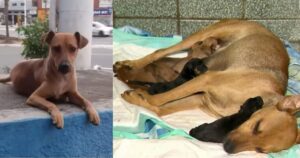 Cagnolina incinta chiede aiuto al veterinario per partorire i suoi cuccioli mentre il padre aspetta fuori