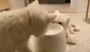 Dei cagnolini bianchi giocano insieme e provano un nuovo strumento elettronico (VIDEO)