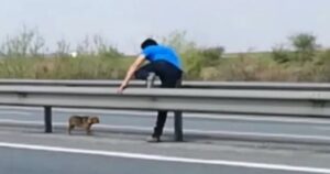 Uomo salva un povero cucciolo bloccato in un’autostrada trafficata (VIDEO)