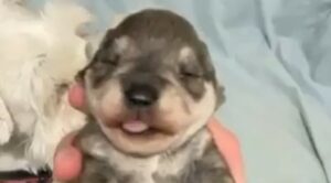Cagnolino cucciolo inizia finalmente ad aprire gli occhi; la ripresa emozionante (VIDEO)