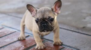 Un cagnolino domestico ostinato prova a cacciare via dal vialetto un gatto randagio (VIDEO)