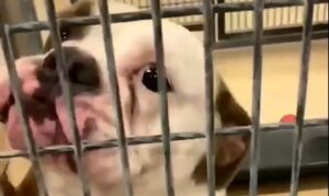 Cagnolone Bulldog inglese sa di essere stato adottato; la sua reazione (VIDEO)