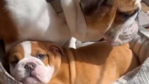 Cagnolone Bulldog inglese si insinua nella cuccia in cui dorme il piccolo di casa (VIDEO)