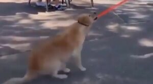 Cagnolone Golden Retriever non vuole andare via dal parco e fa i capricci (VIDEO)
