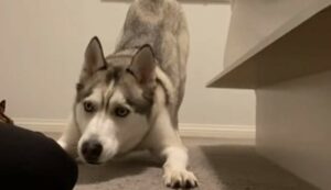 Un cagnolone Husky non vuole che la sua proprietaria gli pulisca le zampe (VIDEO)