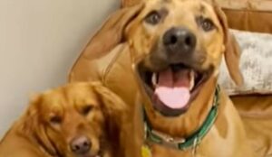 Cagnolone Pax e cagnolona Penny finalmente hanno incoronato il loro amore (VIDEO)