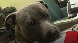 Cagnolone Pitbull Bruiser dopo mesi riabbraccia il suo fratellino umano (VIDEO)