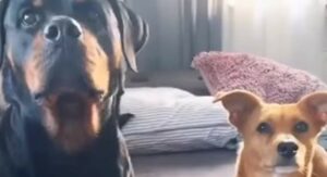 Cagnolone Rottweiler ingordo mangia la porzione di cibo del fratello più piccolo (VIDEO)