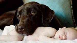 Cagnolone domestico è protettivo nei confronti del suo cucciolo umano (VIDEO)