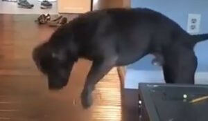 Cagnolone domestico gioca con la propria ombra e si diverte moltissimo (VIDEO)