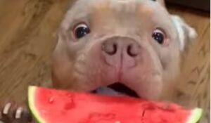 Cagnolone pitbull si rinfresca con una gustosa fetta di anguria (VIDEO)