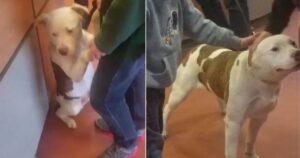 Cane si aggrappa al suo proprietario nel rifugio quando capisce che sta per essere abbandonato (VIDEO)