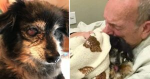 Anziano perde il suo amato cucciolo di cane: poche settimane dopo muore anche lui di infarto