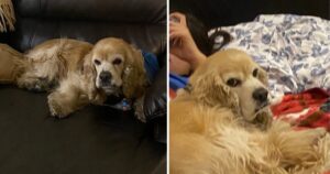 Ragazza mostra la faccia “arrabbiata” del suo cane e diventa famoso su internet