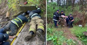 I vigili del fuoco salvano il cane bloccato nel canale di scolo dopo una forte pioggia